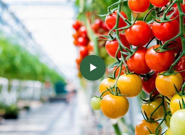 Horizon Growers